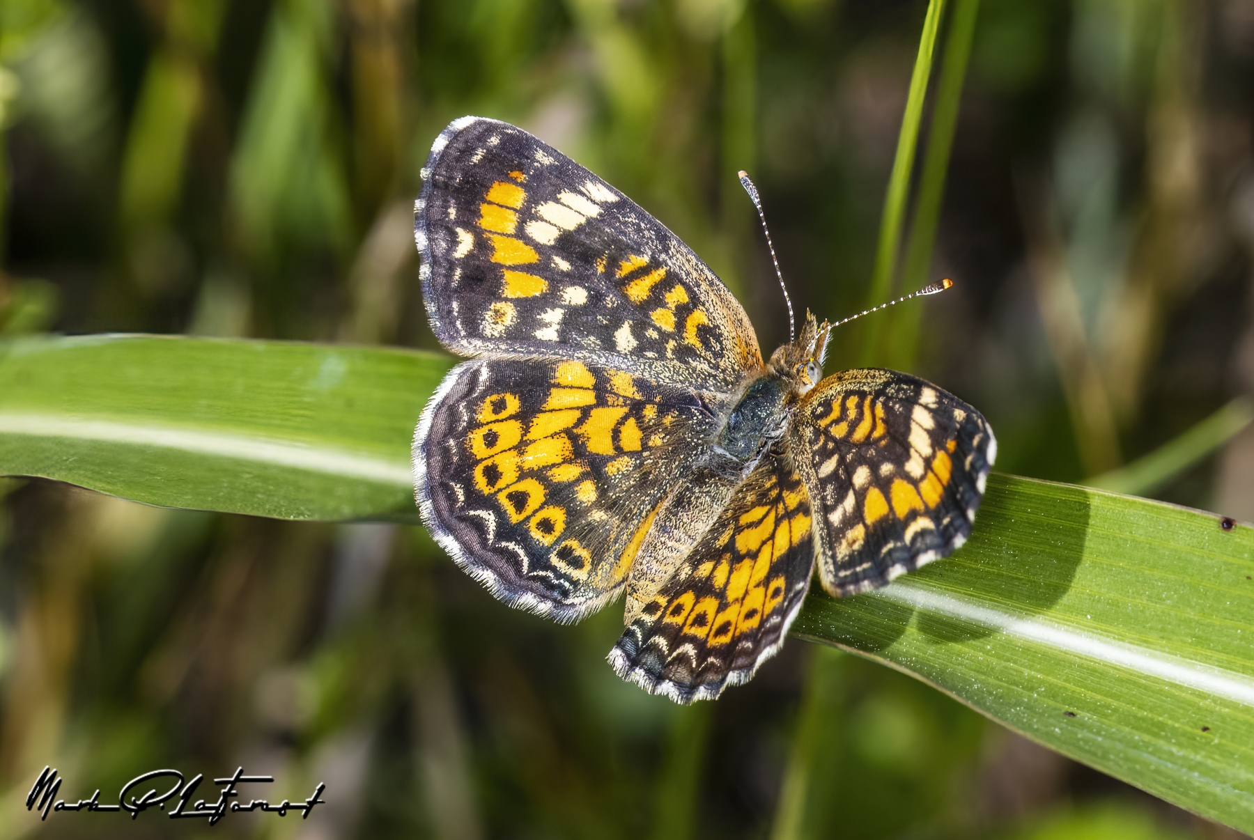 /gallery/north_america/USA/Texas/mckinney falls/Texas Crescent Butterfly April 2023-001_med.jpg